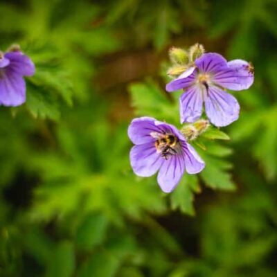 גרניום – "השמן האתרי הנשי"
