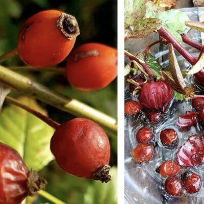 שמן רוז היפ