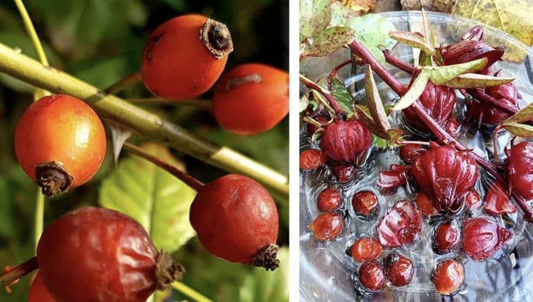 Read more about the article שמן רוז היפ